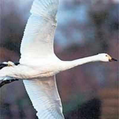 Mobile phone mast sends swans in circles