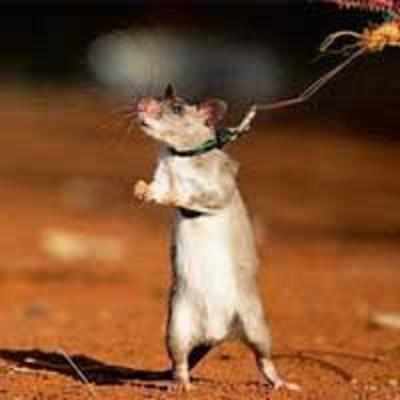 Of mice and mines: Rats trained to sniff out explosives in Tanzania