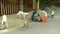 Coimbatore woman's love for stray dogs 