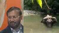 Will leave no stone unturned to nab culprits, says Prakash Javadekar on killing of pregnant elephant 