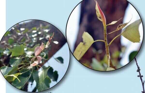 On World Environment Day, here's why Bengaluru has reason for hope