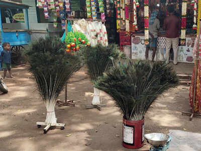 Two caught for illegally selling peafowl feathers