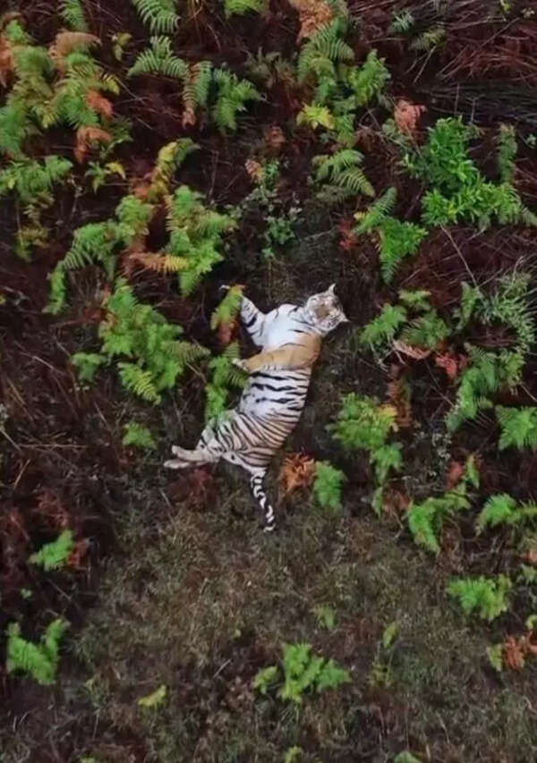 Tiger creates panic in Chennamallipura village