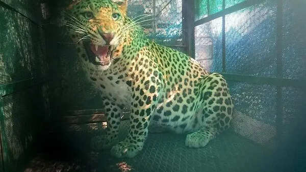 Leopard lifts cow, calf; locals urge forest dept to intervene