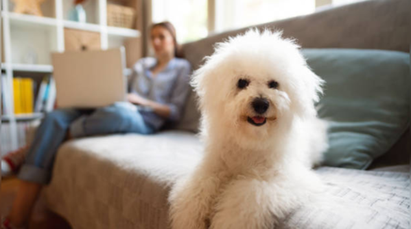 Bichon Frise