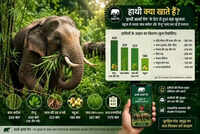 Jumbos' mahua binge myth just 'badpress', they rather prefer tendu, bamboo