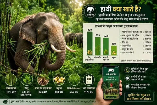 Jumbos' mahua binge myth just 'badpress', they rather prefer tendu, bamboo