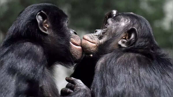 Bonobos