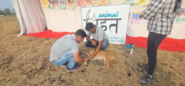 Community dog with metal kettle stuck around neck freed after 4 years