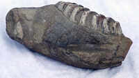 Over 5 million-year-old elephant fossil found in UP’s Saharanpur 