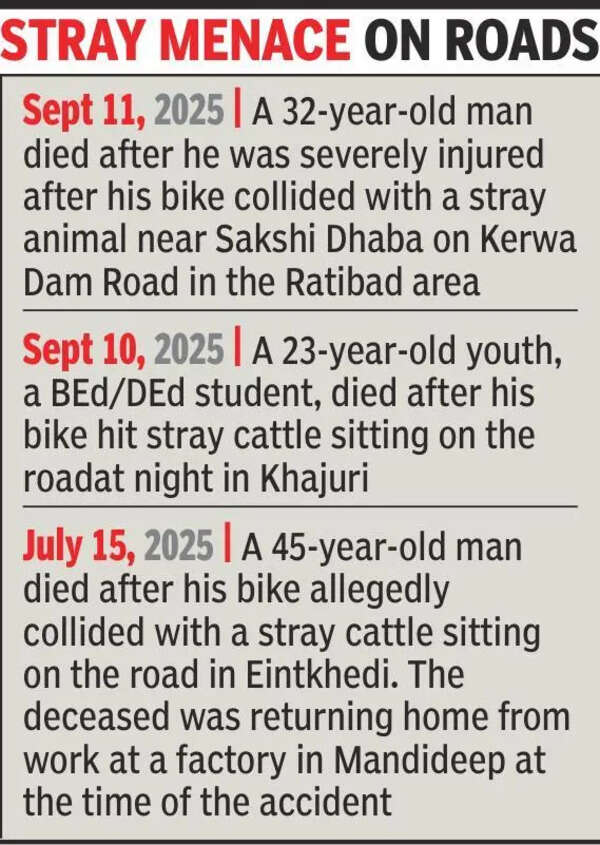 Woman dies after fall as 2 bulls charge at scooter