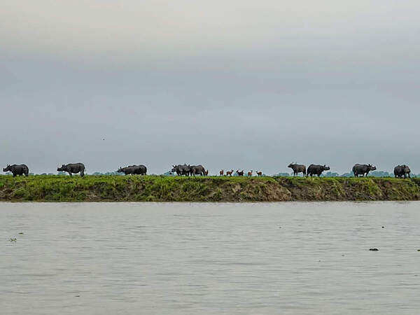 Floodwaters enter Kaziranga National Park