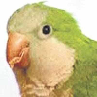 Parrot alerts babysitter, saves choking 2-yr-old