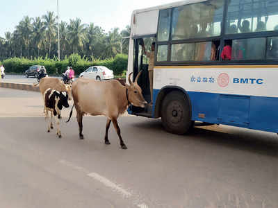 Cattle is the new problem for commuters