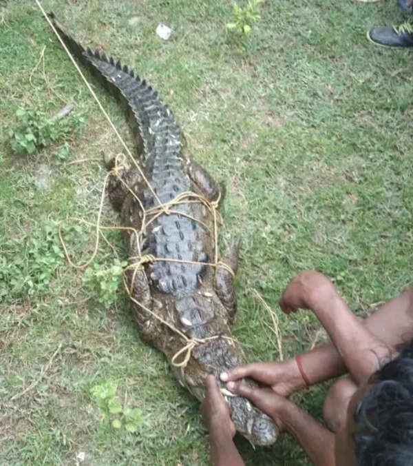 Staff shortage prompts PTR to train Bagh Mitras for wildlife rescue