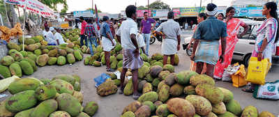 State hits jackpot with the humble jackfruit