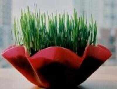 Wheatgrass therapy for haemoglobin