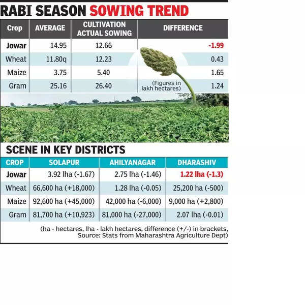 Jowar sowing drops in Maha by 2 lakh hectares this season
