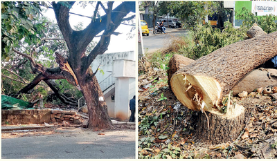 Bengaluru: Couple threatened for stopping tree from being axed