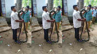 15-ft-long king cobra rescued from kitchen of a house in Odisha 