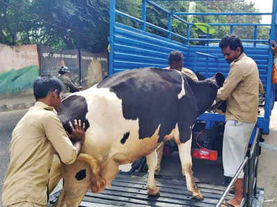 To ease traffic woes, BBMP starts rounding up cows from streets