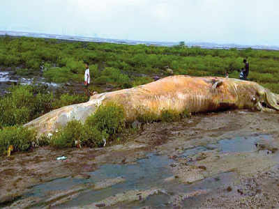 40-ft whale beached at Raigad