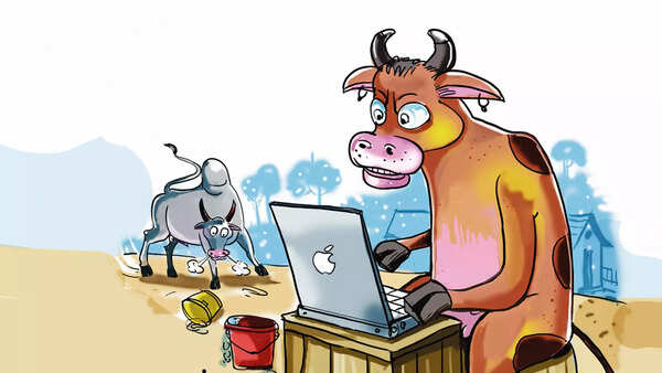 A cow's mooing letter over a broken V’ Day promise