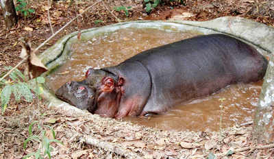 Hippo from Bannerghatta new attraction at Pilikula
