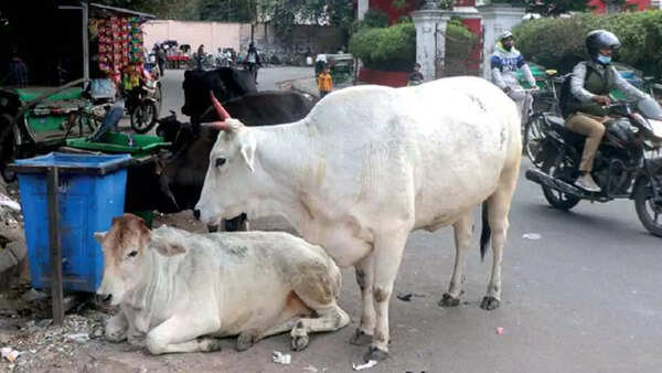 Stray animals roam freely, causing mishaps as Lucknow Municipal Corporation remains a spectator