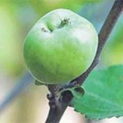 Bangalore's apple experiment a hit