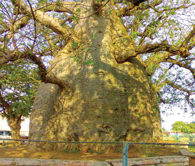 The greenskeeper: The Big Baobabs of Savanur