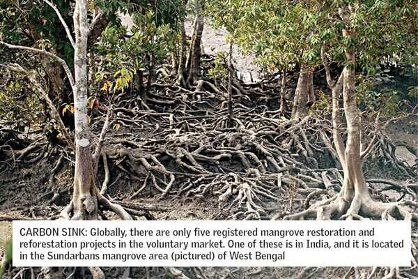 How India’s coastal forests could become a goldmine