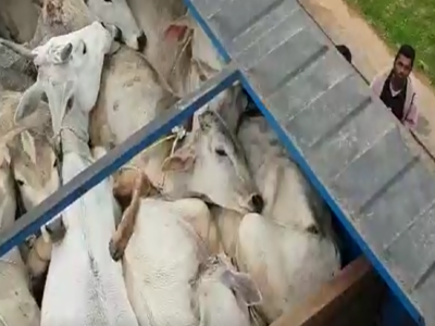 Gau Rakshaks rescue 63 cows, calves en route to slaughterhouse