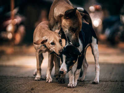Youths attacked for shooing away barking stray dogs in Koregaon Park