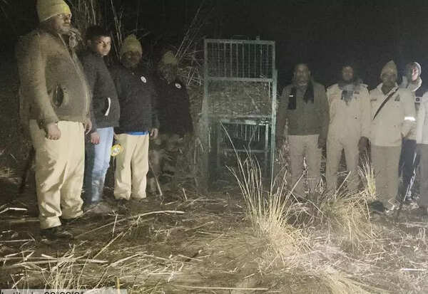 Leopard kills 4-yr-old boy in Kheri