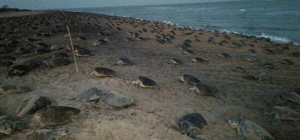 Coastal erosion disrupts Olive Ridley nesting in Gahirmatha rookery