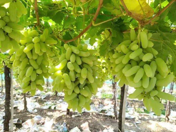 Nashik grape exports slip by 9.6% in 2025-26 amid weather shocks