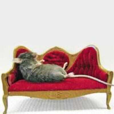 Feeling Lazy You May Just Have The Couch Potato Gene