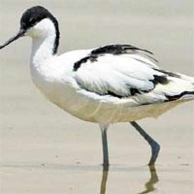 '˜Disappearing wetlands a threat to birds in Uran'