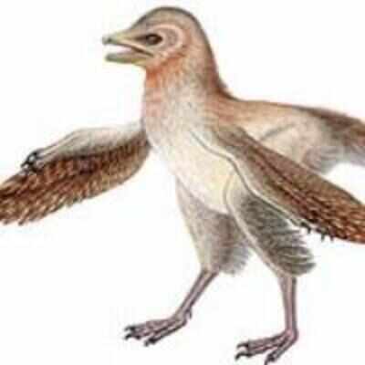 Dino fossil challenges bird evolution theory