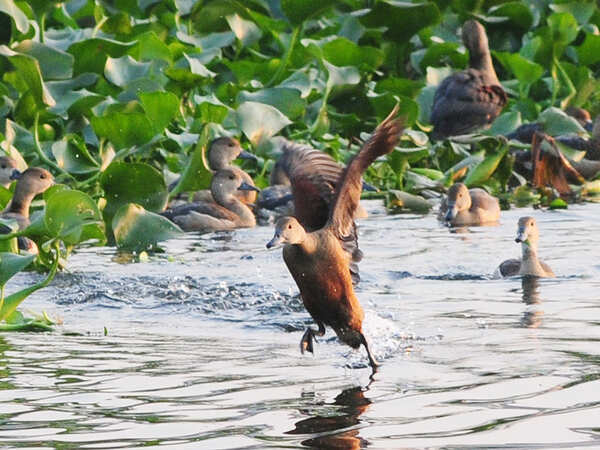 Several birds give Jayakwadi a miss