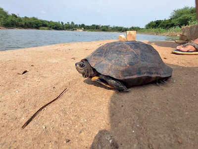 Indian Pond Terrapin rescued