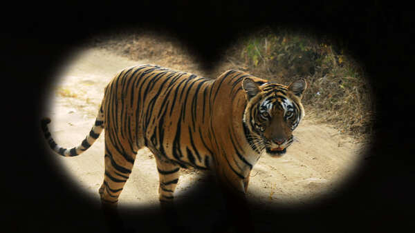 The mystery of missing tigers of Ranthambore