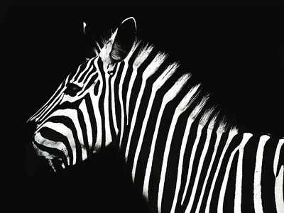 Ever Changing Moods: The zebra problem  & other conundrums