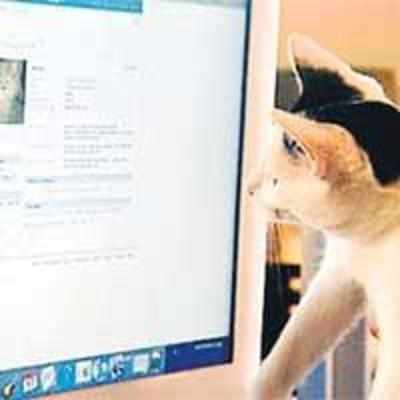 Catbook and Dogbook  the latest networking sites only for animals