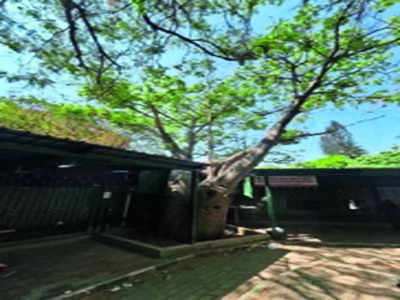 Call to preserve Baobab tree in Cubbon Park