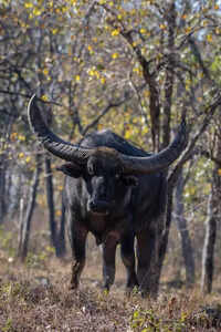 17 villages unite to bring back Chhattisgarh&rsquo;s endangered wild buffalo