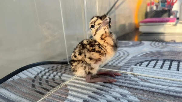 2 more Great Indian Bustard chicks born in Jaisalmer breeding centres, total count reaches 86