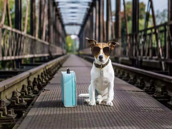 With more pet adoption and transport facilities, pet tourism becomes more popular
