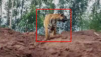 Tiger spotted near coal mine in Telangana's Komaram Bheem district, video goes viral 